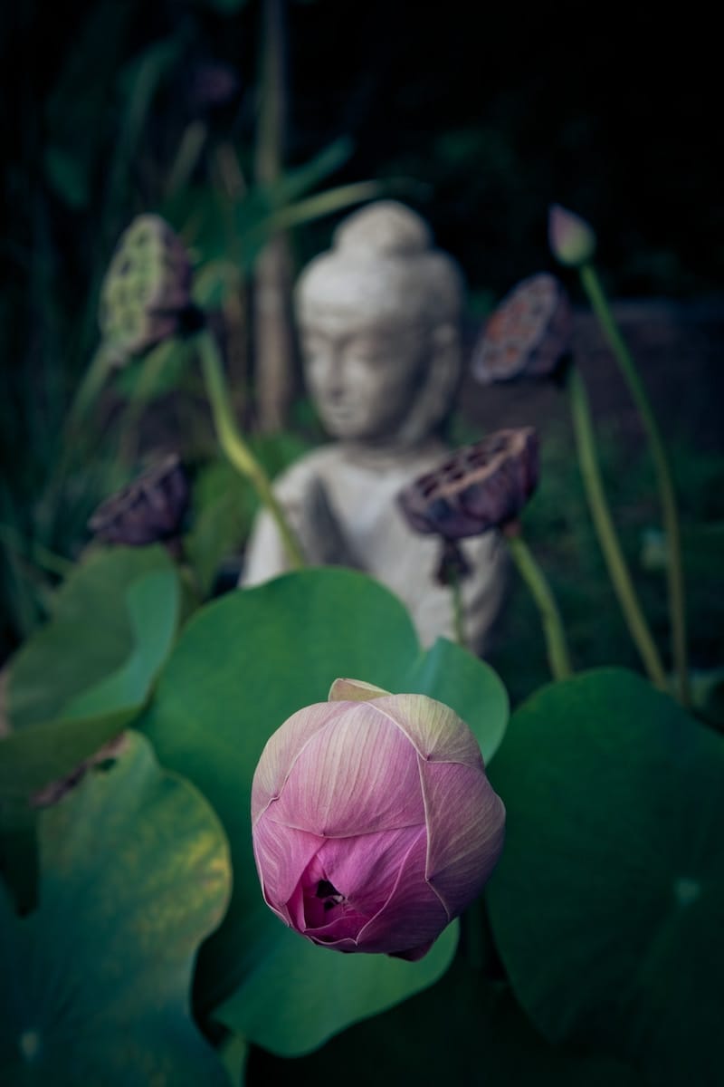 仏像と蓮の花